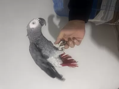 El Beslemesi Bilezikli Jako Papağanı