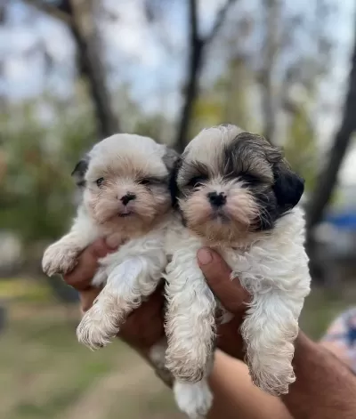 Shihtzu Bebekler