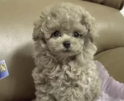 Sağlıklı Toy Poodle Safkan