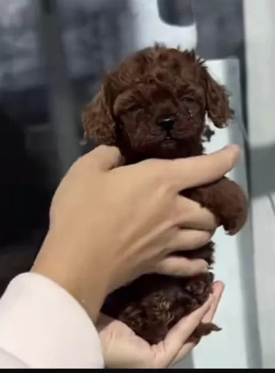 Harika Toy Poodle Köpeği
