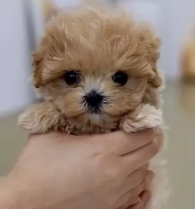 Sağlıklı Toy Poodle