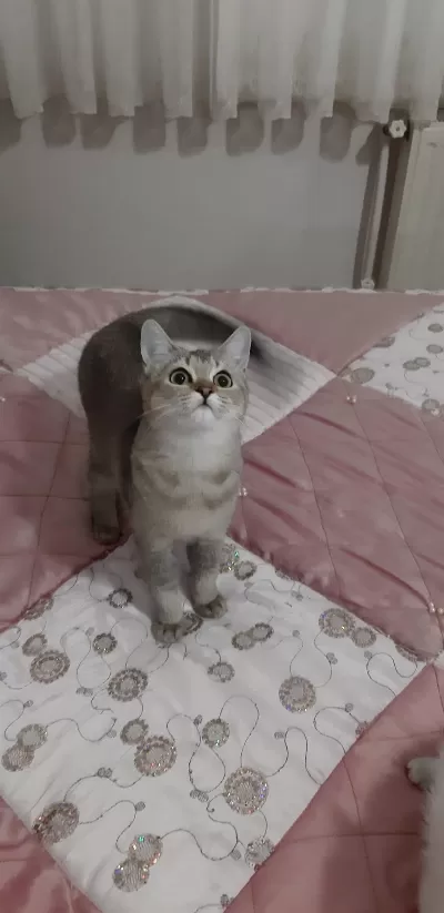 Golden British Shorthair