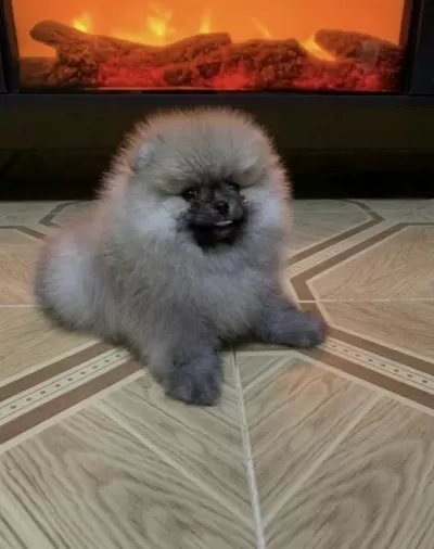 Pomeranian Boo Erkek Köpeğim