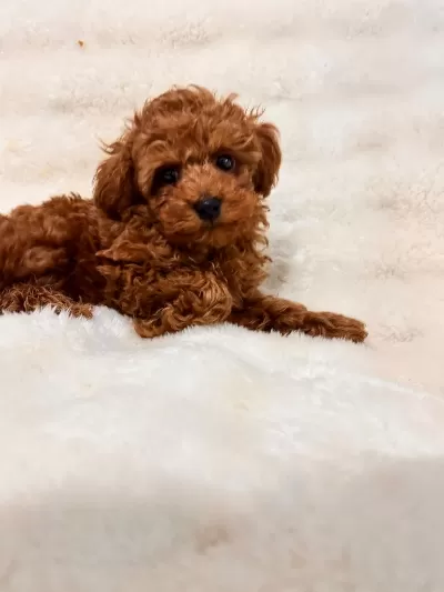 Sevimli Toy Poodle Yavruları Yeni Yuvalarını Bekliyor
