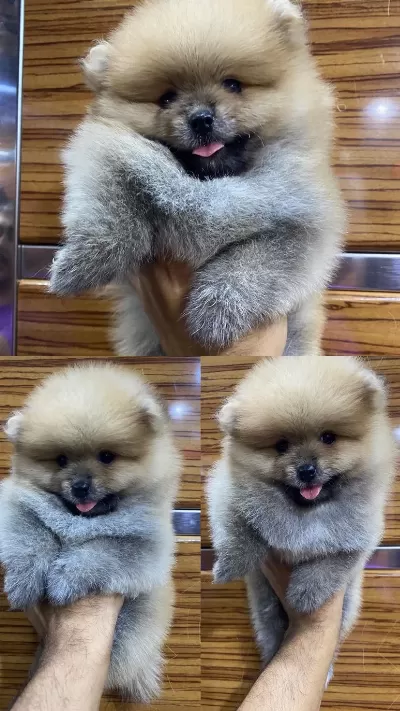 Harika Pomeranian Erkek