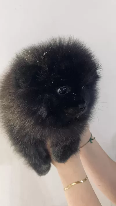 Pomeranian Black Erkek