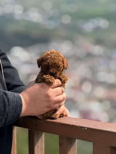 Aşili Çiş Eğitimli Toy Poodle Bebekler