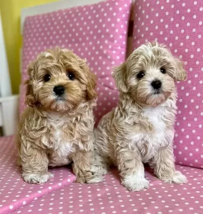İrk Garantili F2 Maltipoo Yavrulari