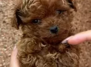 Toy Poodle Sevi̇mli̇ Yavrular