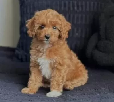 Kahve Tonlu Malti̇poo Ci̇nsi̇ Yavrular