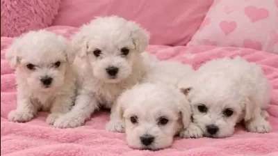 Maltese Terrier Bebisler