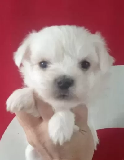 Minik Yavruları