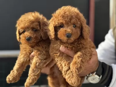 Ruhsatlı Çiftlikde Ziyarete Açık Toy Poodle Yavrular