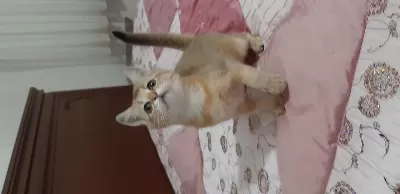 Golden British Shorthair