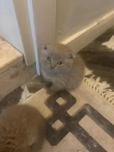 45 Günlük Bebek Kediler