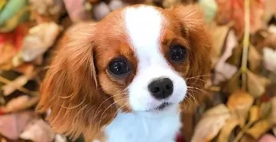Maske Desenli İpeksi Tüylü Cavalier King Charles Yavrusu