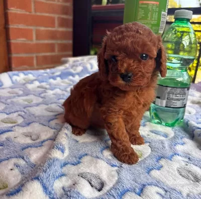 Toypoodle Sevimli Yavrularimiz