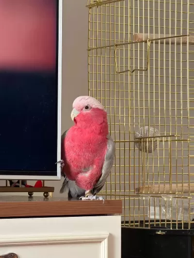 1 Yaşinda Erkek Galah Kakadu