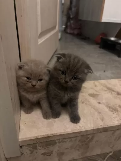 British Shorthair 45 Günlük Yavrular