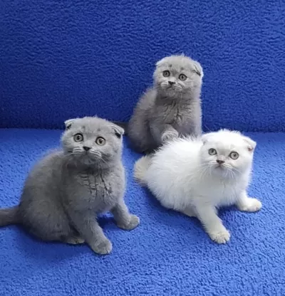 Scottish Fold Yavrularımız Yeni Yuvalarını Arıyor