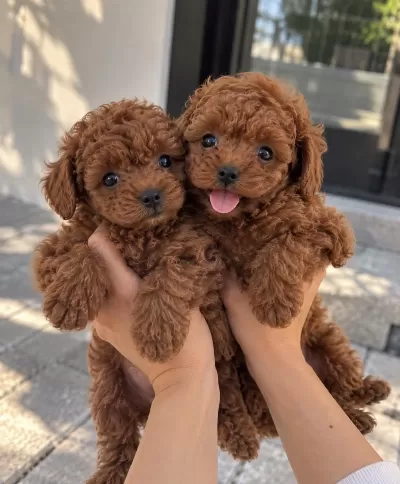 Gören Bir Daha Bakiyor – Poodle Yavrulari