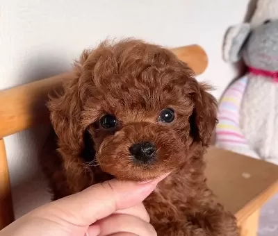 Mükemmel Toy Poodle