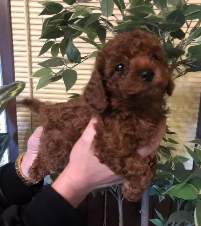 Tüy Dökmez Koku Yapmaz Harika Toy Poodle Yavrularımız