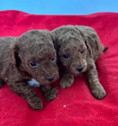 T Cup Toy Poodle Yavrularim