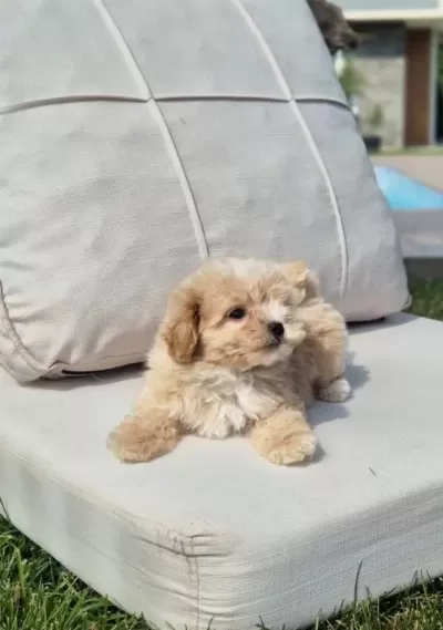 Hi̇ç Buyumi̇cek Tea Cup Malti̇poo Yavrulari̇ Istanbul