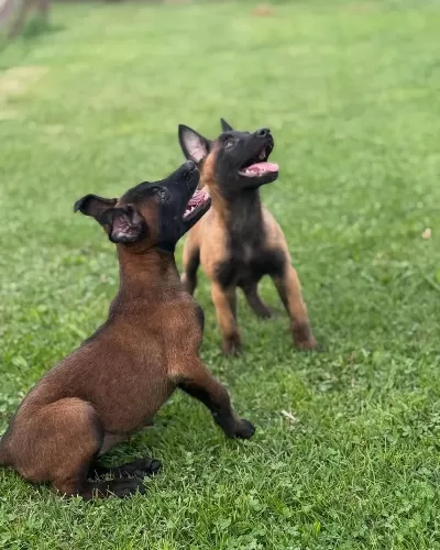 Belçika Malinois Yavrulari