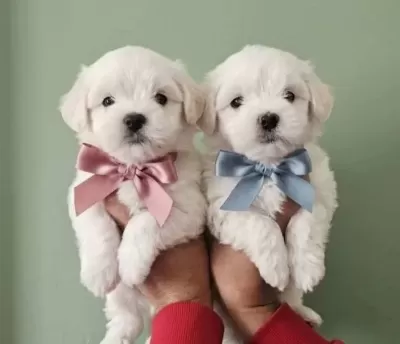 Maltese Bebeklerimiz