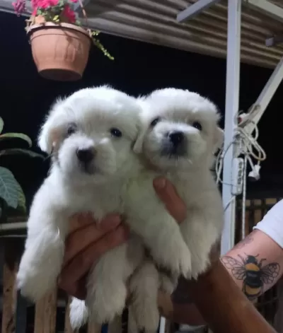 Mükemmel Mini Maltese Yavrularimiz