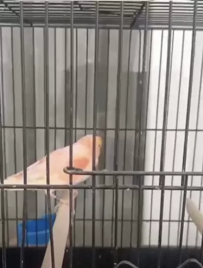 6 Aylık 26 Bileziki Mozaik Erkek Kanarya