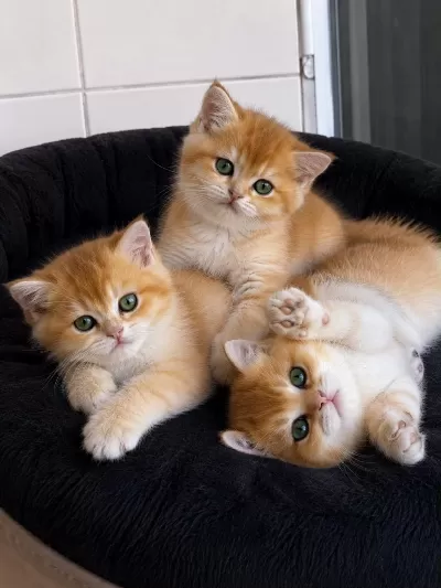 Ankranın En Güzel Ny12 Golden British Shorthair Yavruları
