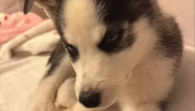 2 Aylik Bebek Husky