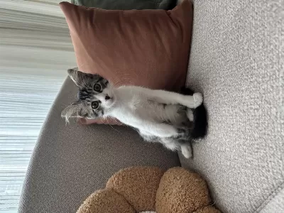 Sağlıklı Acil Yuva Kedimize