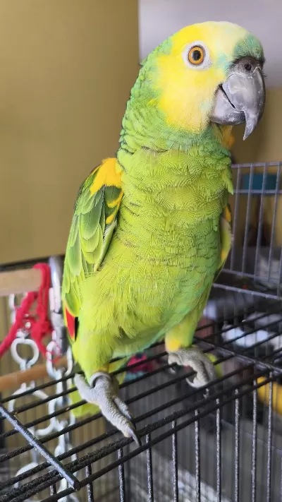 Tam Bir Maskot Amazon Papağanı Açıklamayı Okuyun