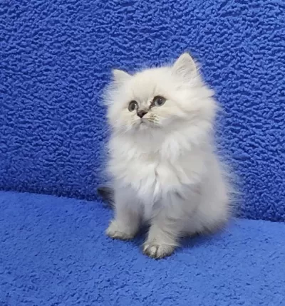 Yeni Yuvasina Gitmeye Hazir British Ponçik Longhair