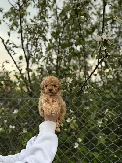 Harika Maltipoo Güzelliği