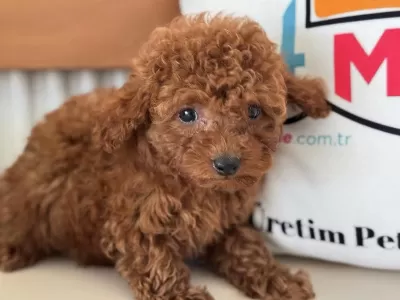 Petmode Köpek Çiftliğinden Toy Poodle Yavrular