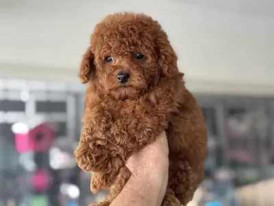 Petmode Köpek Çiftliğinden Tea Cup Kore Poodle