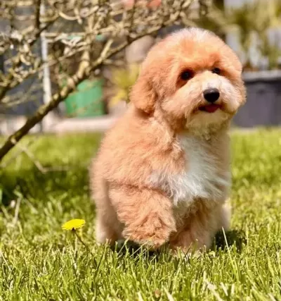 Efsane Güzel Maltipoo Yavruları
