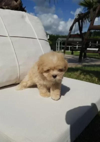 Eşsi Z Güzelli Kte Malti Poo Yavrulari Istanbul