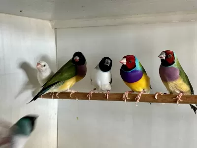 Eşe Hazır Gökkuşağı İspinozu