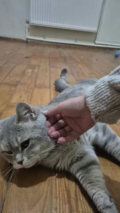 Sağlıklı Acil Kedimiz