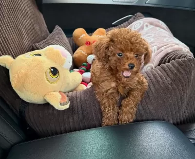 Minik Toy Poodle Yavrularimiz