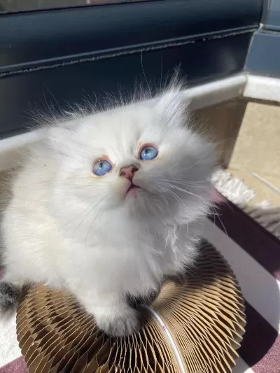 British Longhair Kedisi