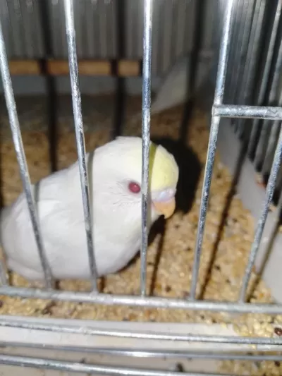 Kırmızı Göz Muhabbet Kuşu