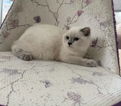 Bal Küpü Tatli Scottish Fold