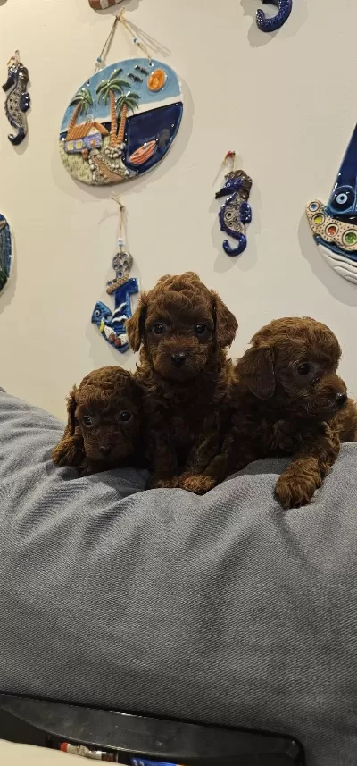 Kore Poodle Bebekler